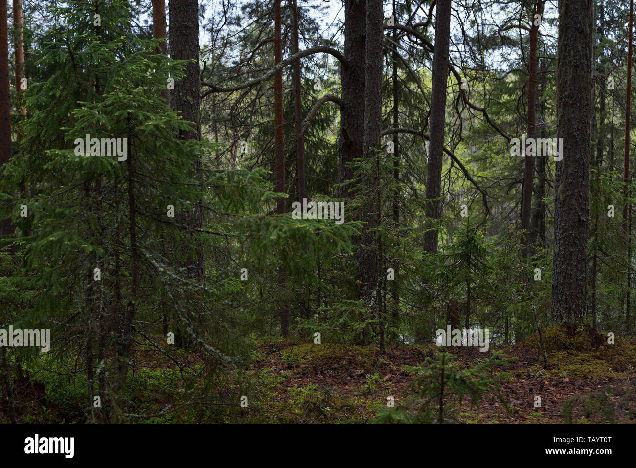 Real Forrest Real landscape taiga forest hi-res stock photography and images - Alamy