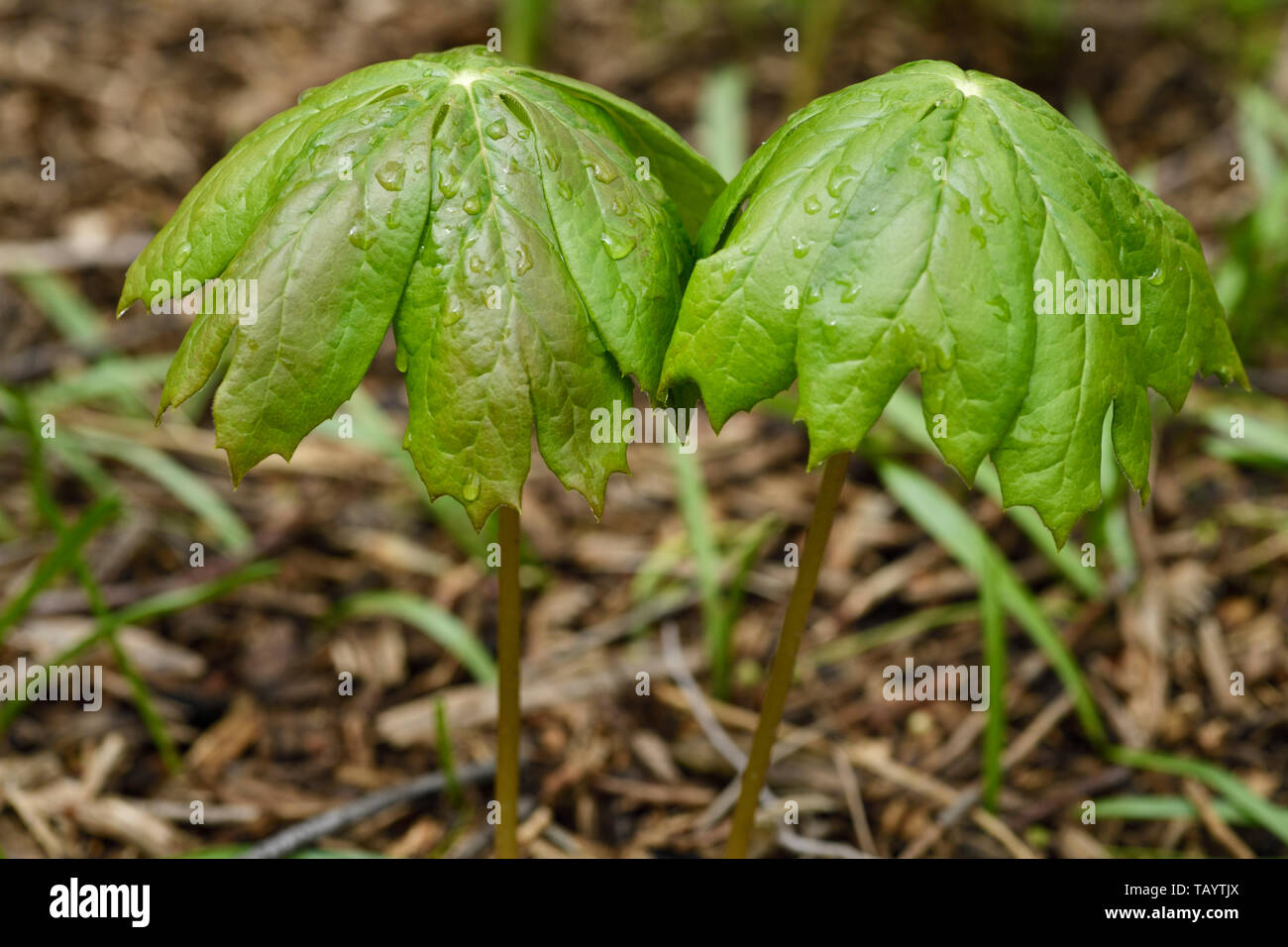 Pair of emerging Mayapple plants with umbrella leaf wet after rain in
