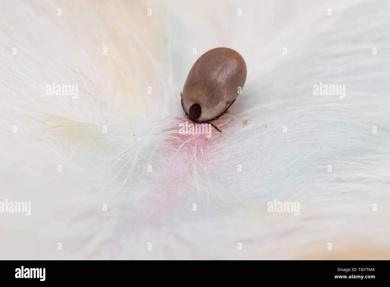 closeup photo of a tick attached to dog skin Stock Photo Alamy