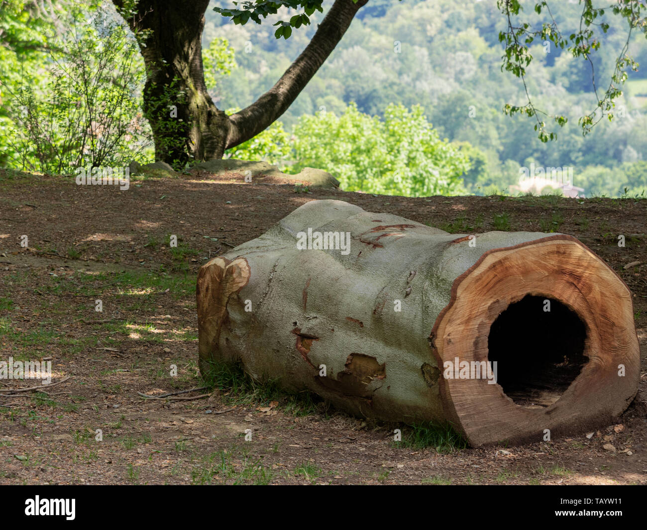 hollow trunk in a park used as a bench Stock Photo