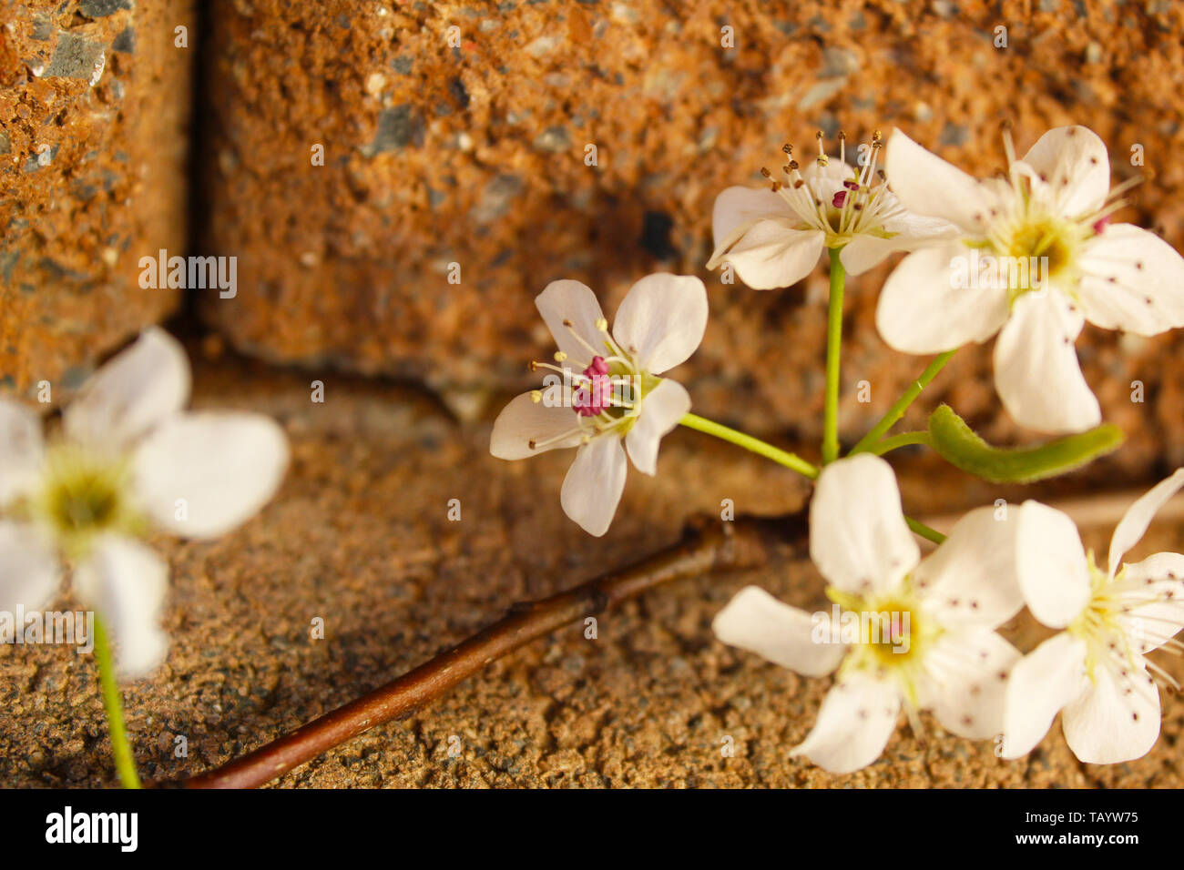 Flowers on a Stone Wall Stock Photo Alamy