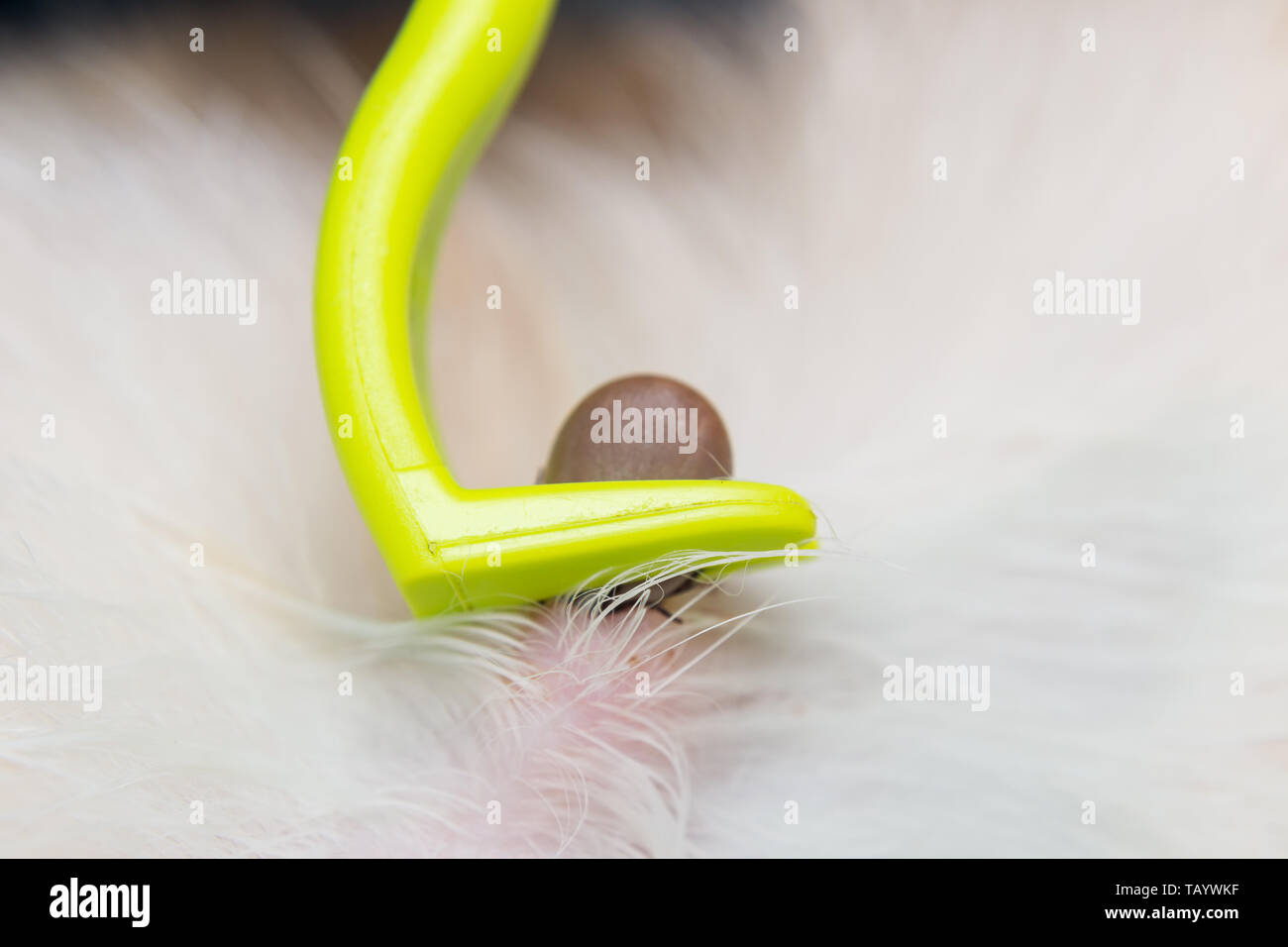 tick removing with tick remover tool Stock Photo