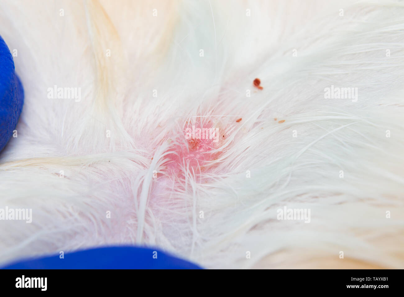 cat skin after tick removing Stock Photo Alamy