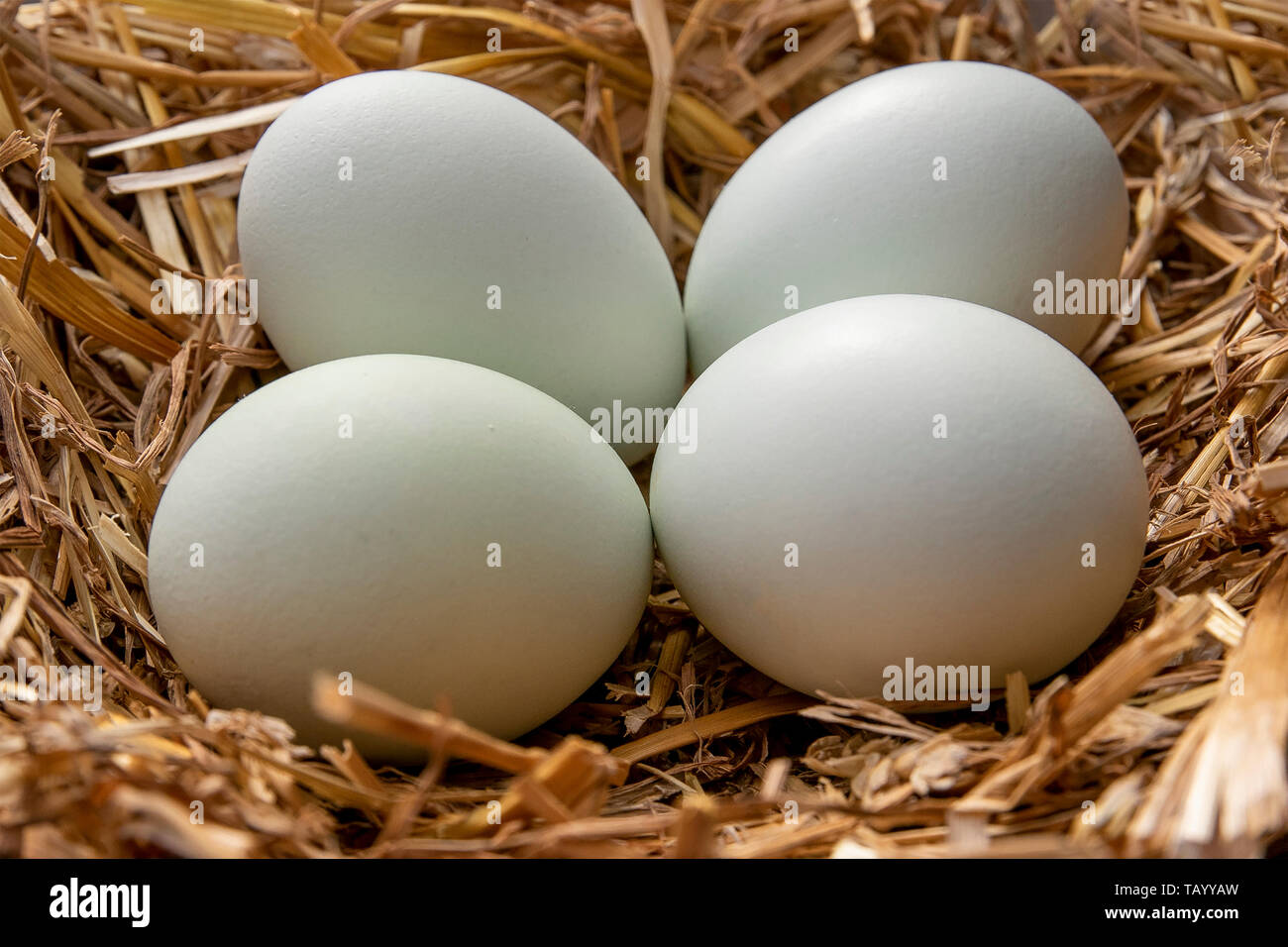 green colored araucana eggs Stock Photo