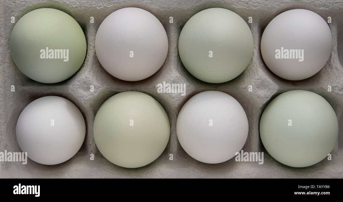 green araucana eggs and white eggs Stock Photo - Alamy