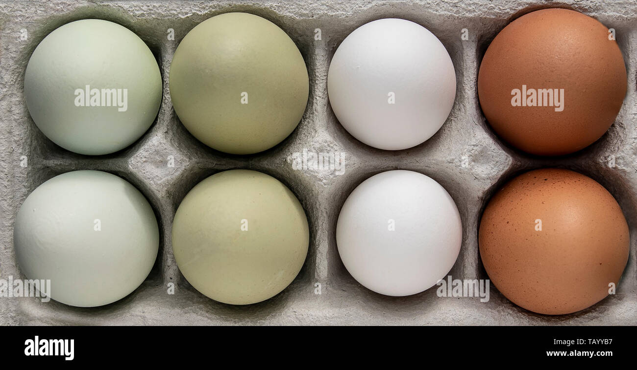 green araucana eggs and white eggs Stock Photo