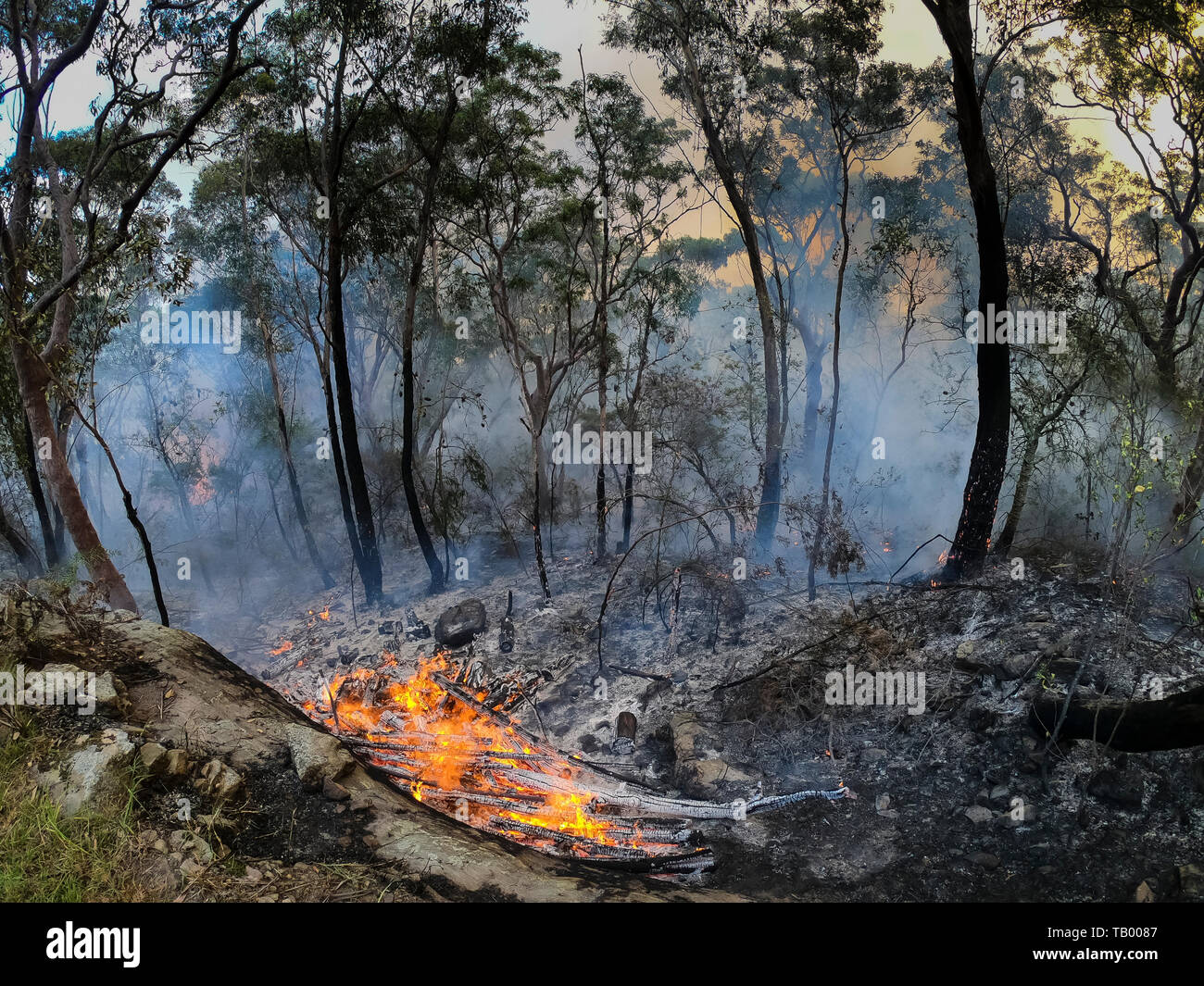 Eucalyptus trees burning hires stock photography and images Alamy