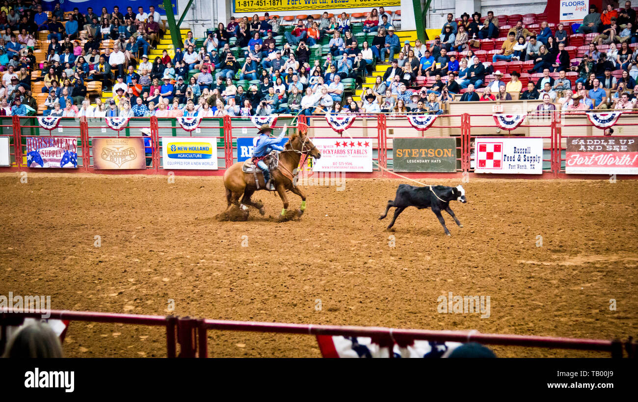 Cowboy on horseback, roping a young steer or calf at the coliseum arena, stockyards fort worth,Texas,USA. Stock Photo