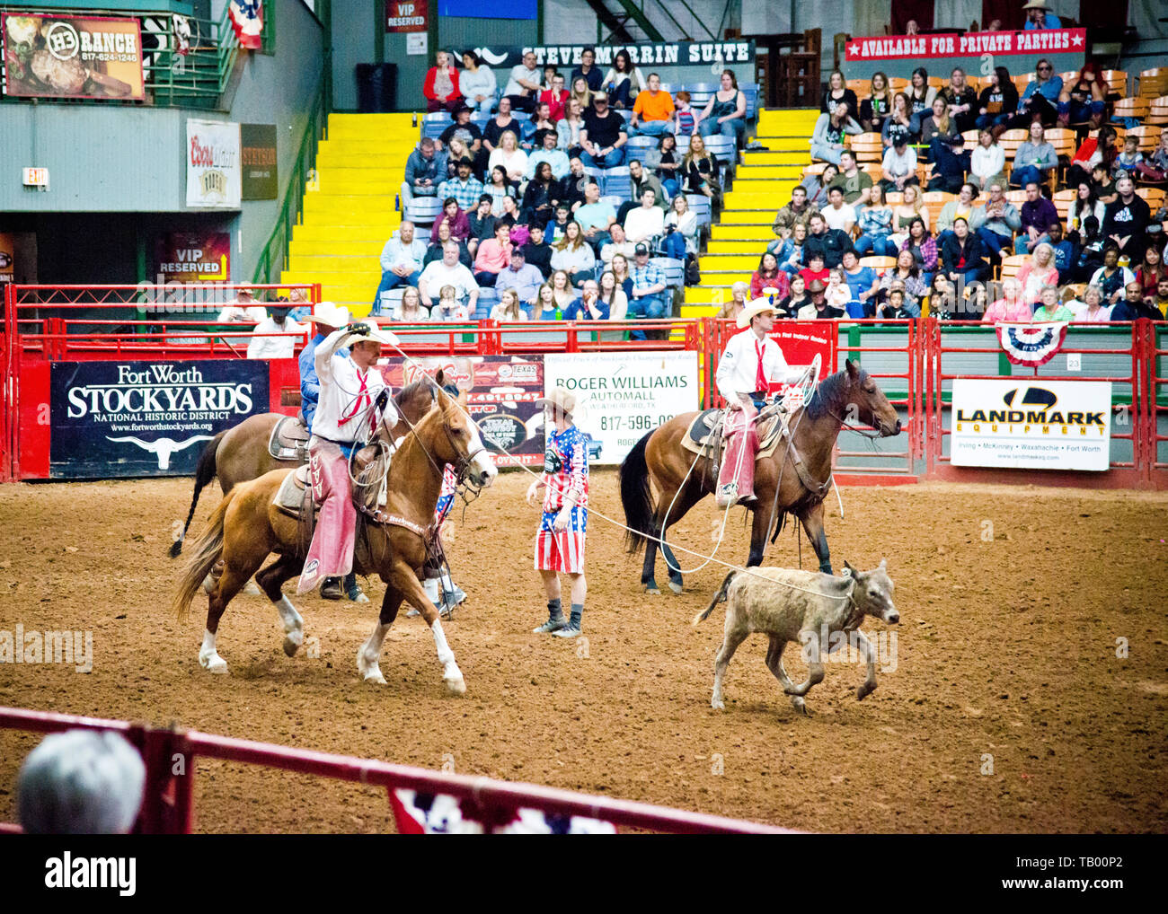Cowboy on horseback, roping a young steer or calf at the coliseum arena, stockyards fort worth,Texas,USA. Stock Photo