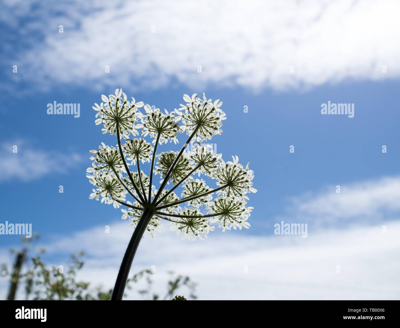 a close up view of a single isolated Queen Anne's lace from below againt a blue sky with cloud Stock Photo
