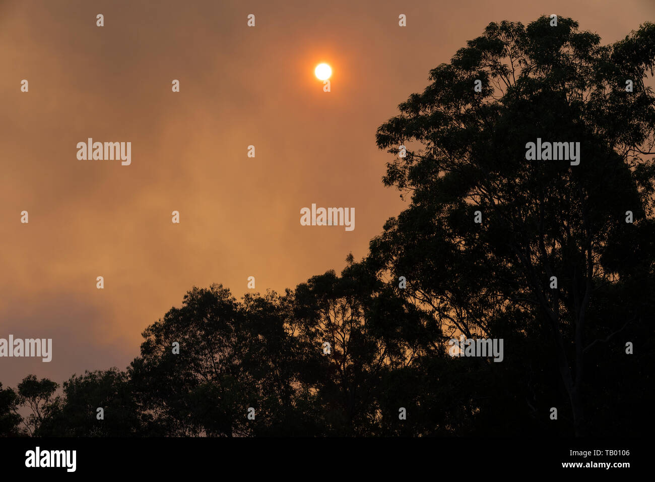 Helicopter operation in an organised Fire Service back burning to prevent bush fires in the mountains. Stock Photo