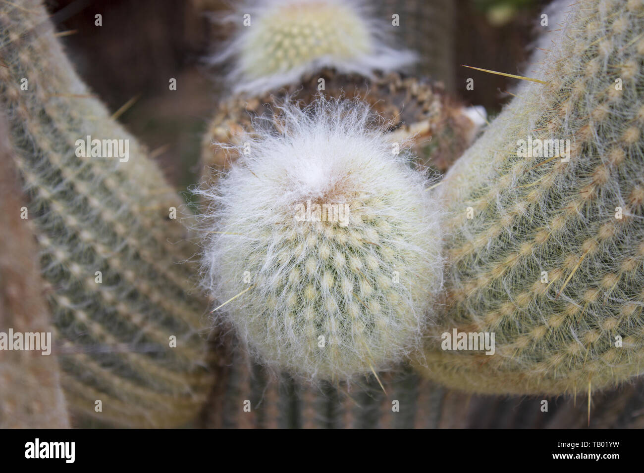 Detail of big cactus - espostoa lanata in botanical garden Stock Photo