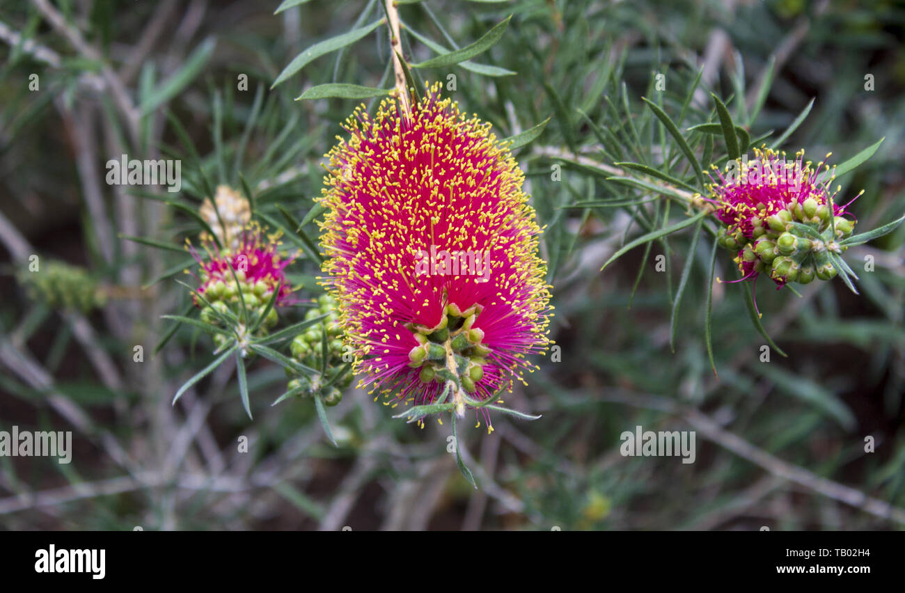 Detail of flower callistemon citrinus in botanical garden Stock Photo