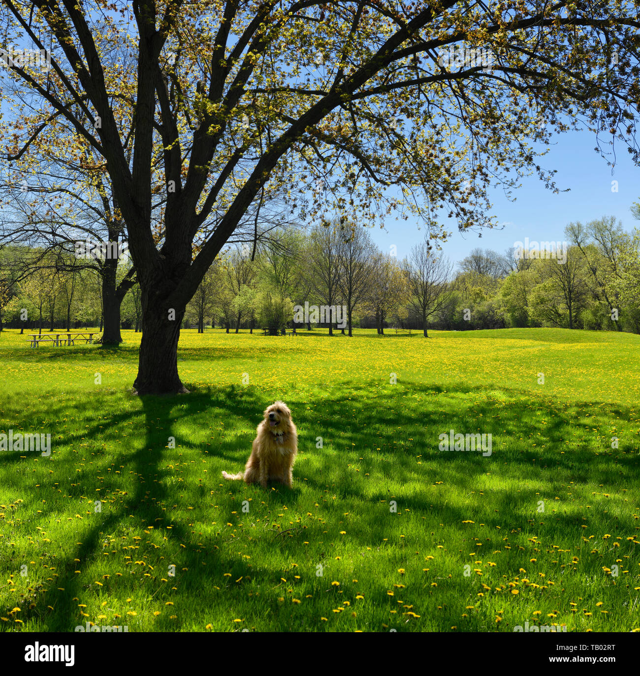 Golden bearded dog under a maple tree in Spring with green grass and yellow dandelion flowers in a Toronto Park Stock Photo