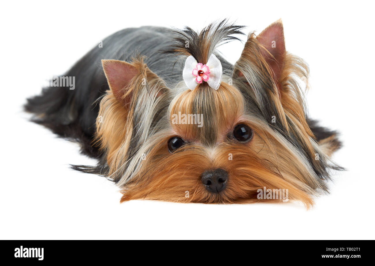 yorkie with bow