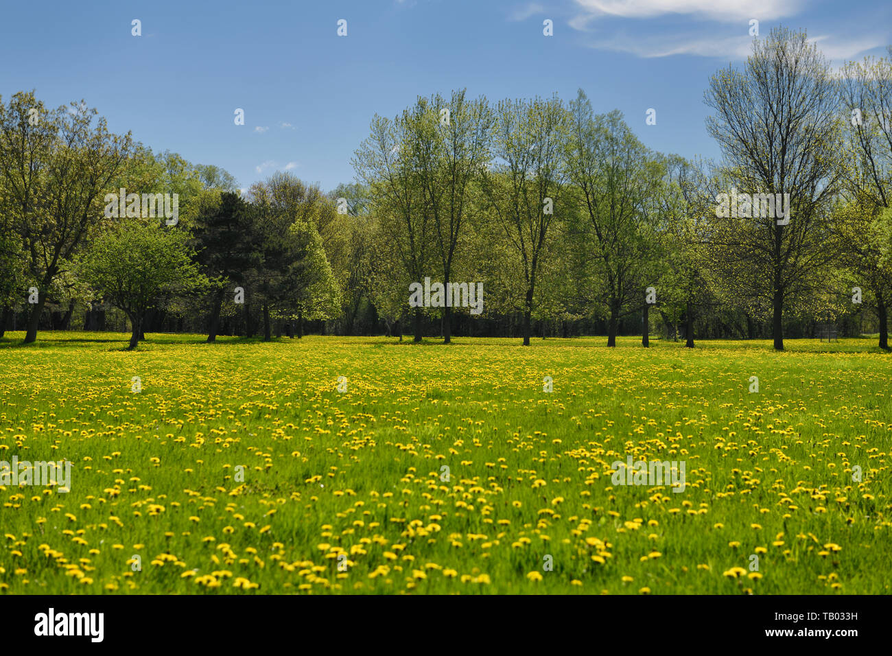 Unmowed green grass in Spring with yellow dandelion flowers in Rowntree Mills Park Toronto Stock Photo