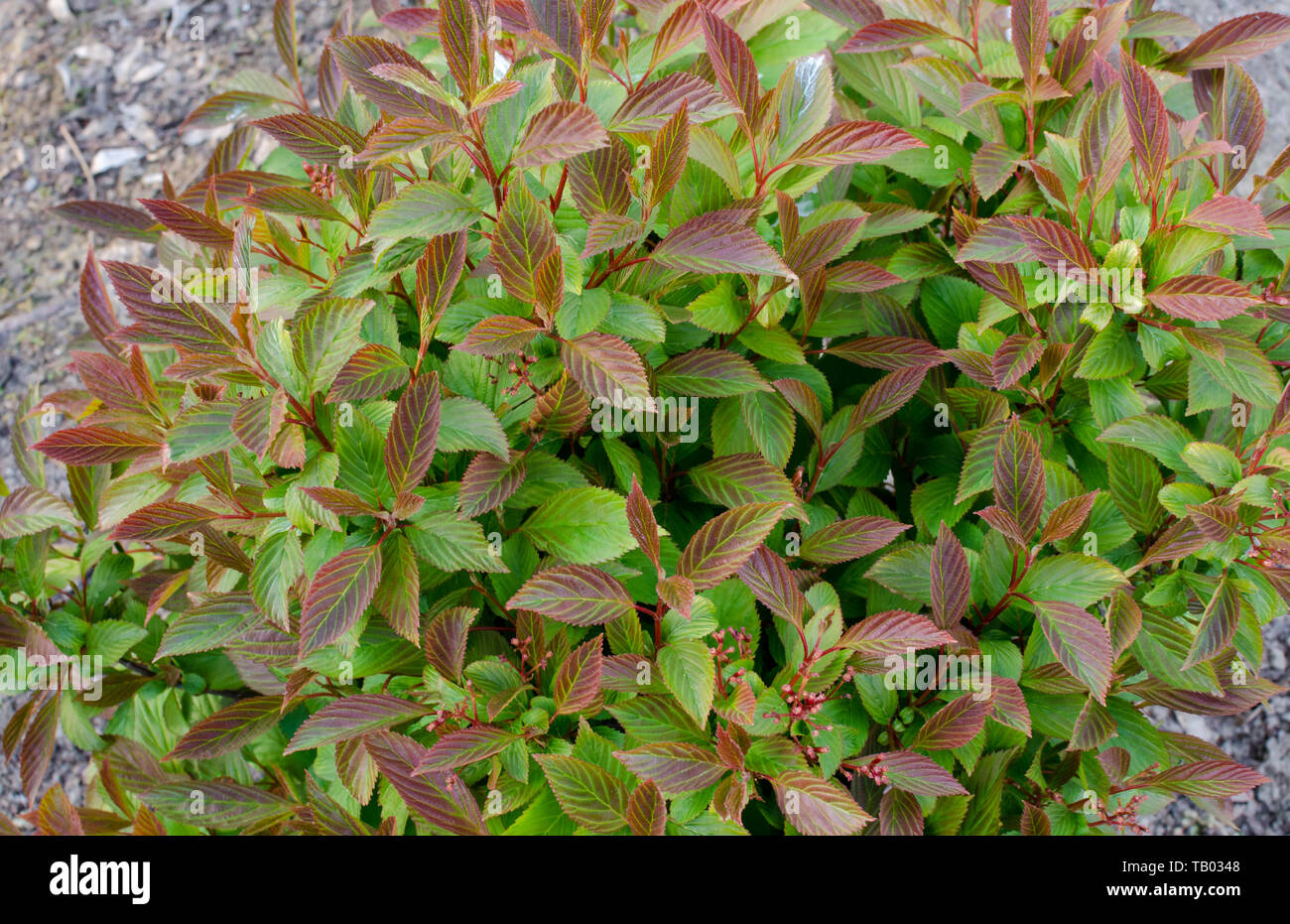 Viburnum farreri (Viburnum fragrans) - Farrer viburnum. Bush with bright leaves  before blooming. Stock Photo