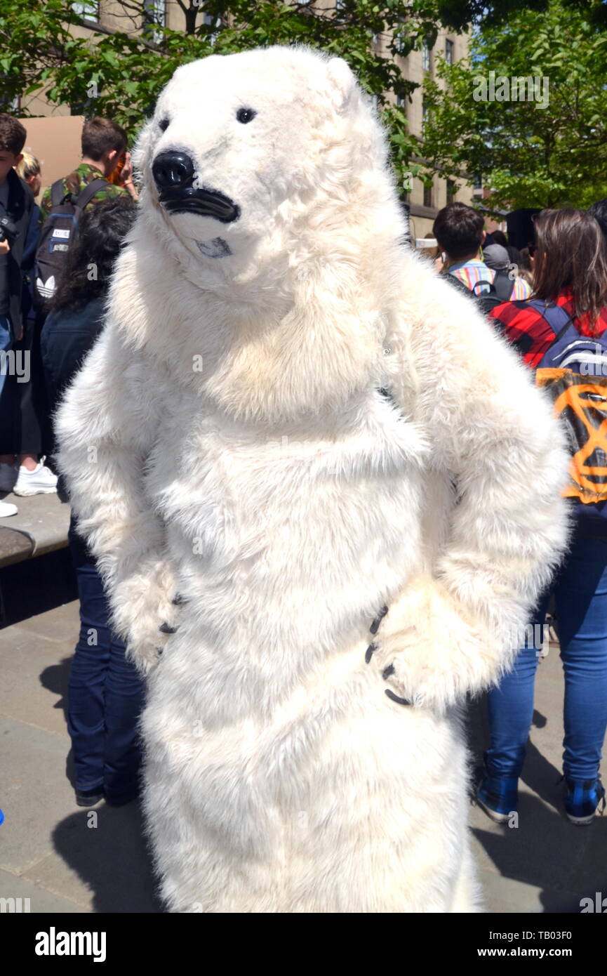 A person in a polar bear suit, with hands on hips, at the Manchester Youth Strike 4 Climate protest on 24th May, 2019, in Manchester, uk Stock Photo