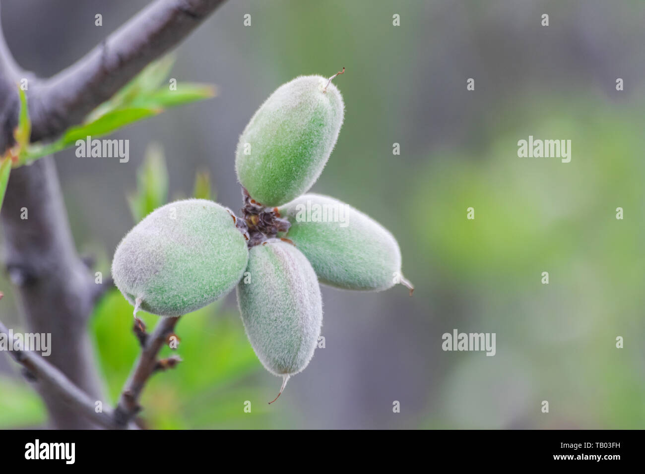 Almonds (prunus dulcis), with green shell, growing in the tree Stock ...