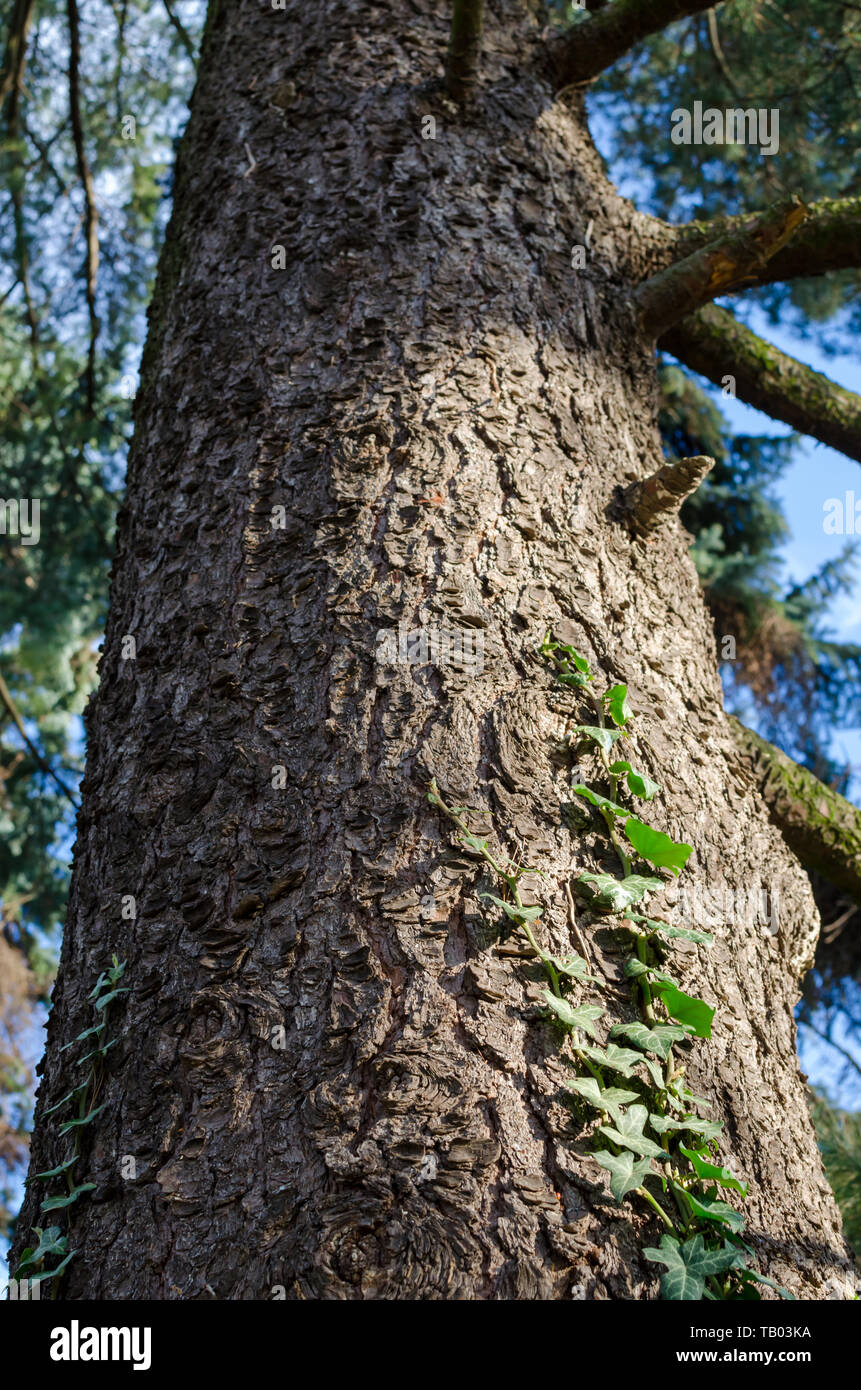 Macedonian pine (Pinus peuce) bark with green ivy. View from low point. Stock Photo