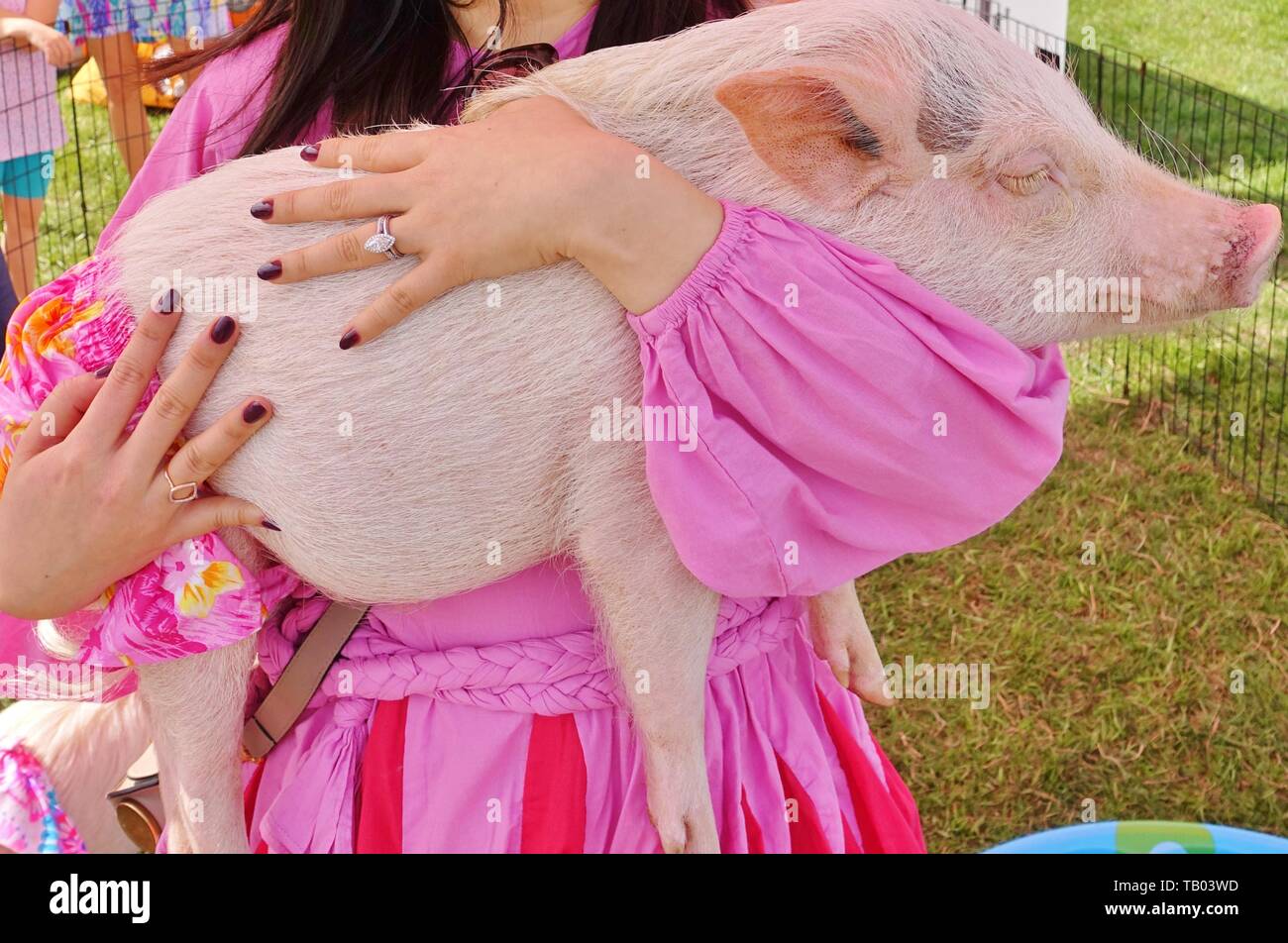 JACKSONVILLE FL 9 MAR 2019 View Of A Live Pet Pig With Pink Clothing JACKSONVILLE FL 9 MAR 2019 View Of A Live Pet Pig With Pink Clothing