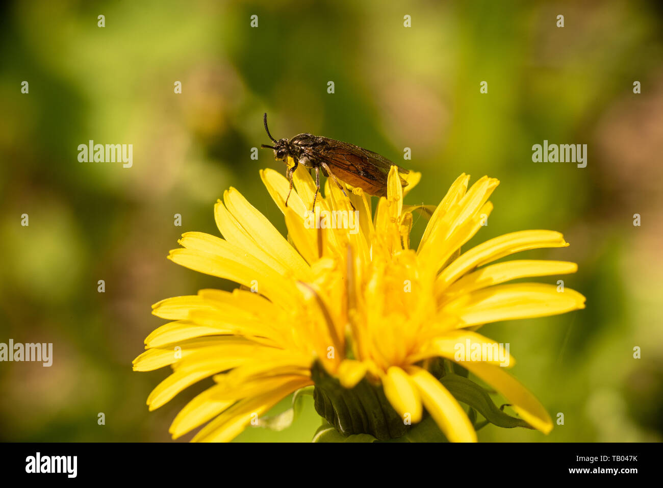 A sawfly on the petals of a dandelion. Stock Photo