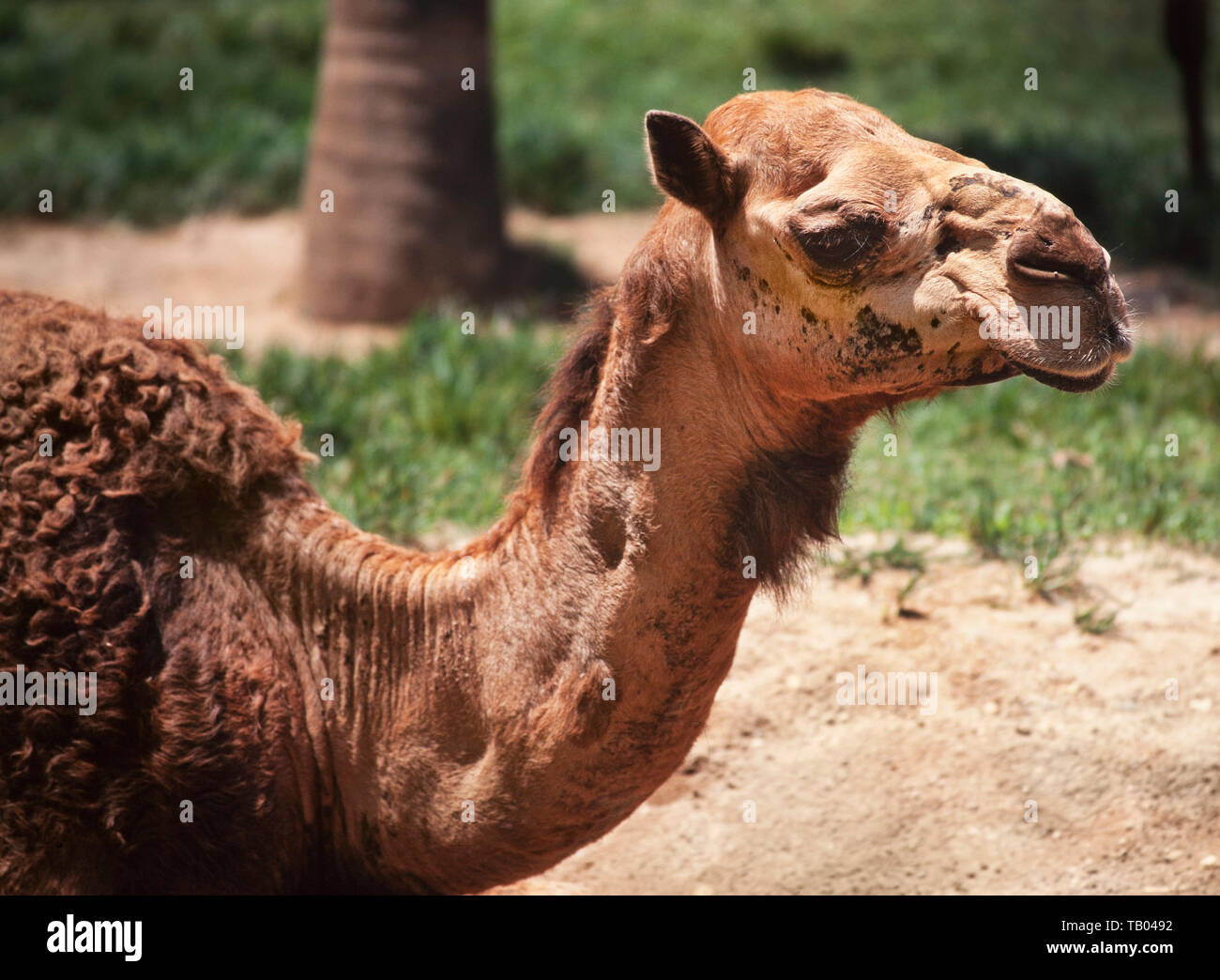Dromedary camel (Camelus dromedarius) Stock Photo