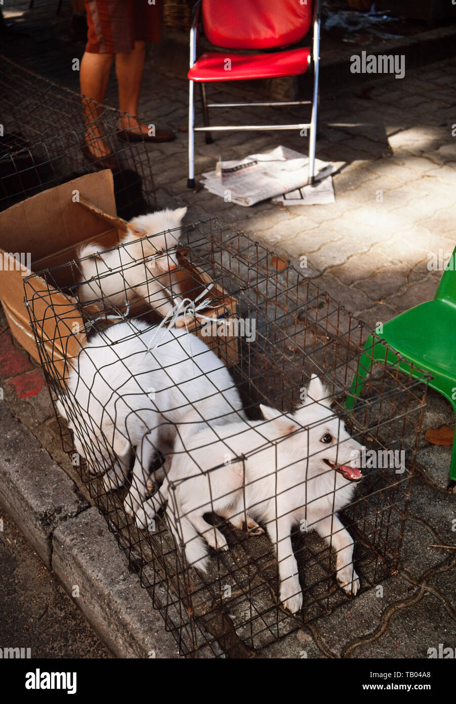 Dogs for sale, East Malaysian market. Stock Photo