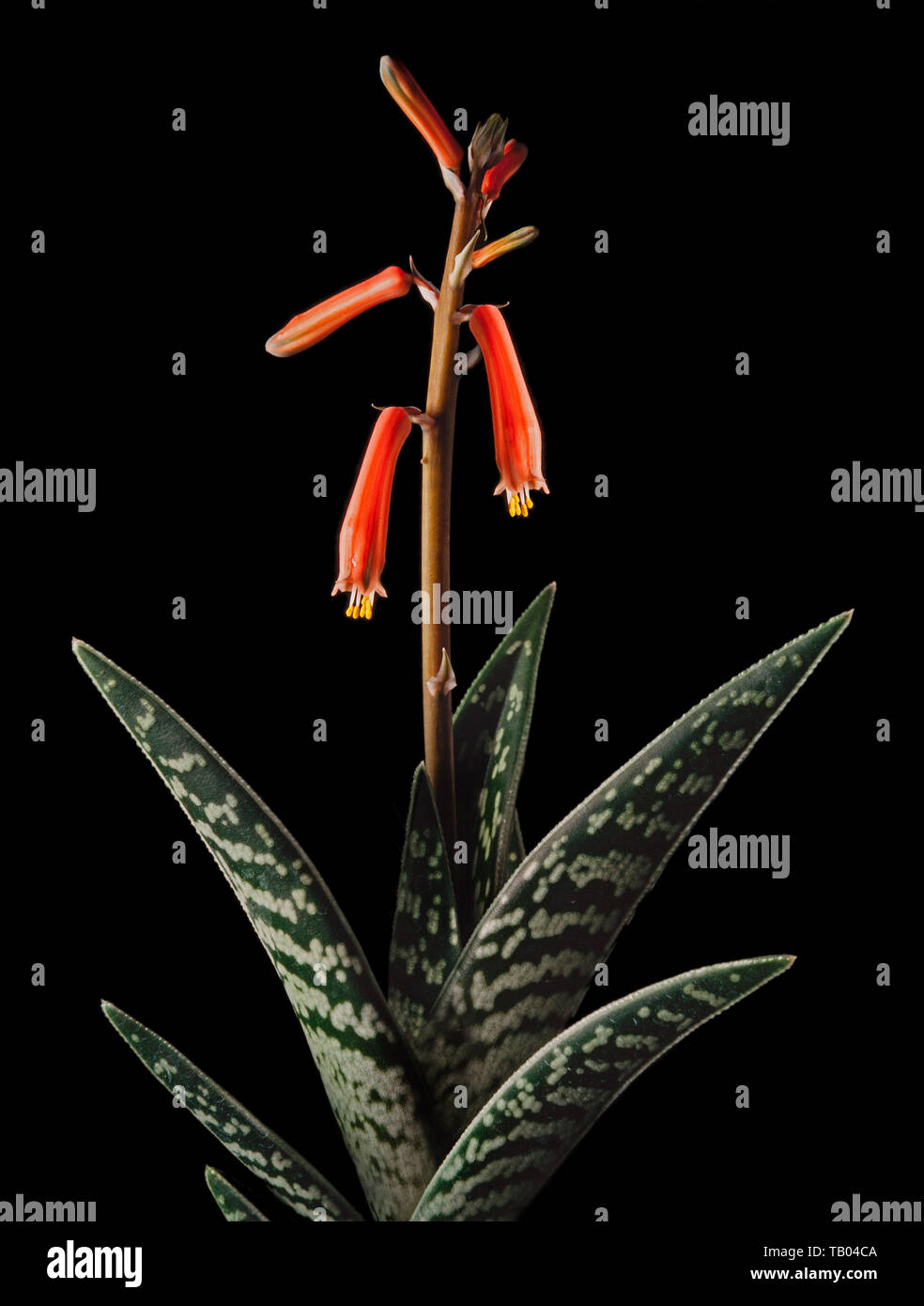 Partridge breasted Aloe, Aloe variegata Stock Photo