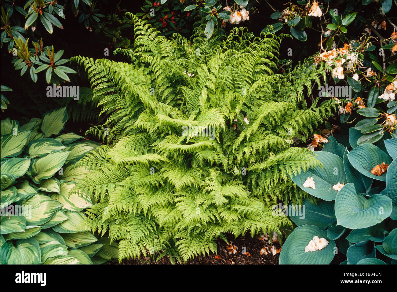 Male fern, Dryopteris sp. amongst Hostas Stock Photo