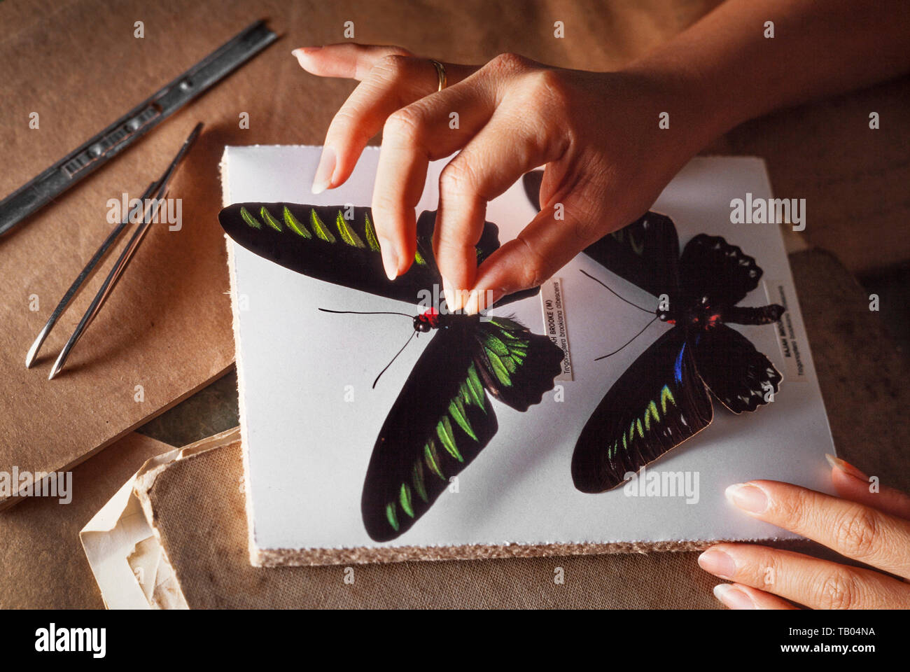 Pinning out a tropical butterfly for a personal collection, Rajah Brooke's birdwing, Trogonoptera brookiana Stock Photo