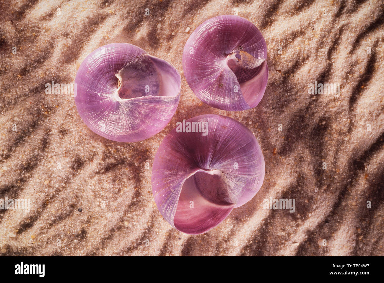 Common purple sea snail, Janthina janthina Linnaeus, on rippled sand Stock Photo