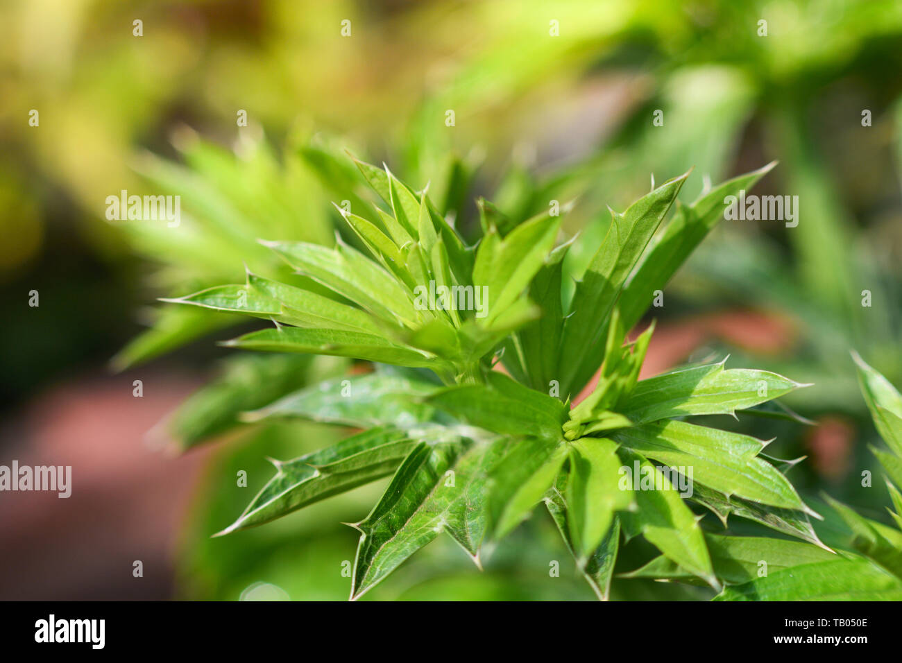 Close up of green culantro flower plant / Long coriander , Sawtooth