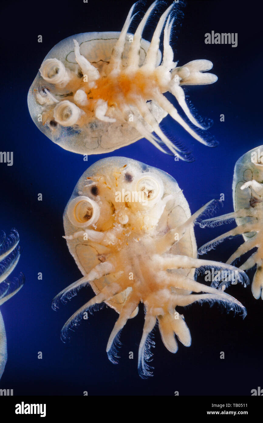 Argulus foliaceus, fish parasite, common fish louse, ventral view showing suckers Stock Photo