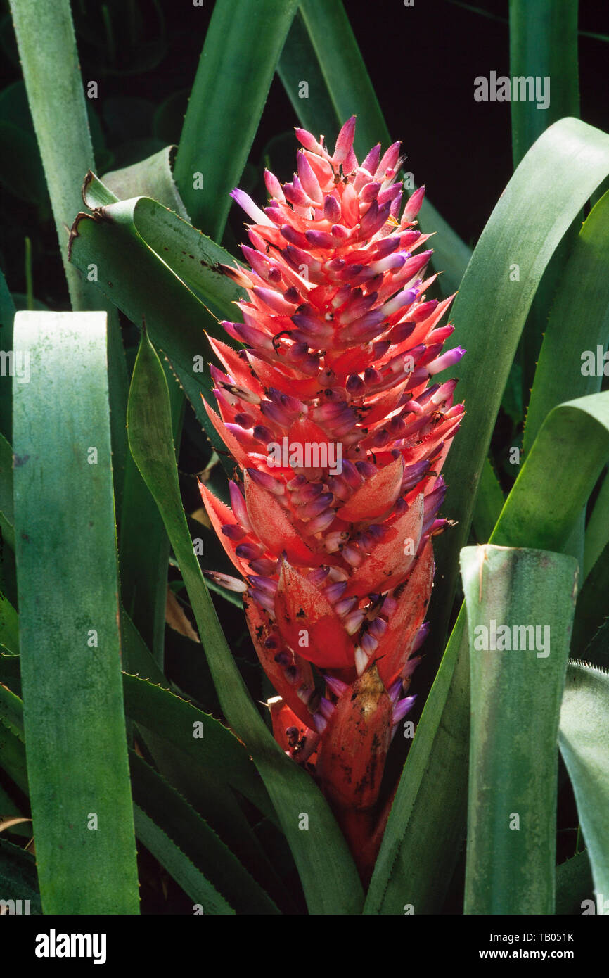 Bromiliad flower, Nidularium scheremetiewii, South America Stock Photo