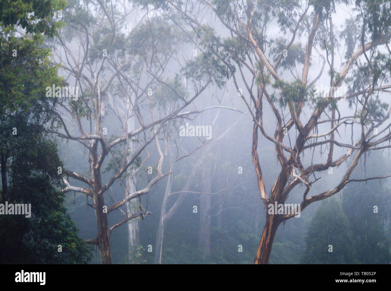 Tropical rainforest early morning mist, Malaysia Stock Photo