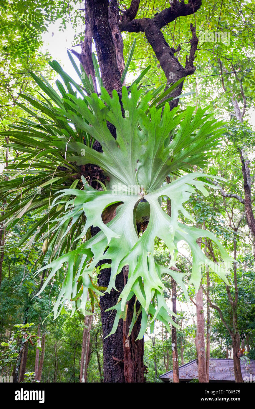 Platycerium ferns staghorn or elkhorn fern growing on branch tree