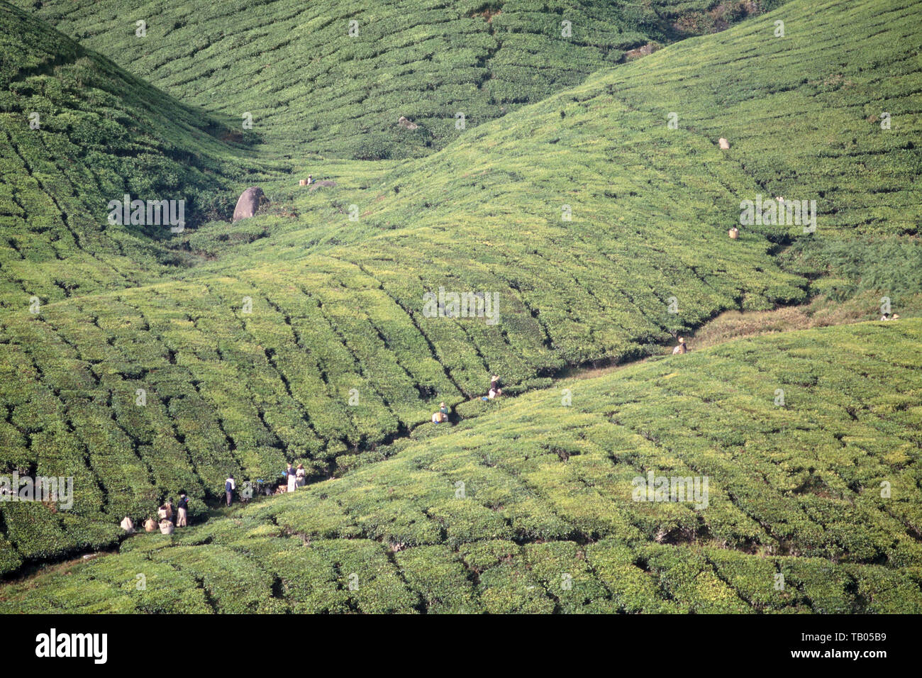 Cameron Highlands, Malaysia, tea plantation. Stock Photo