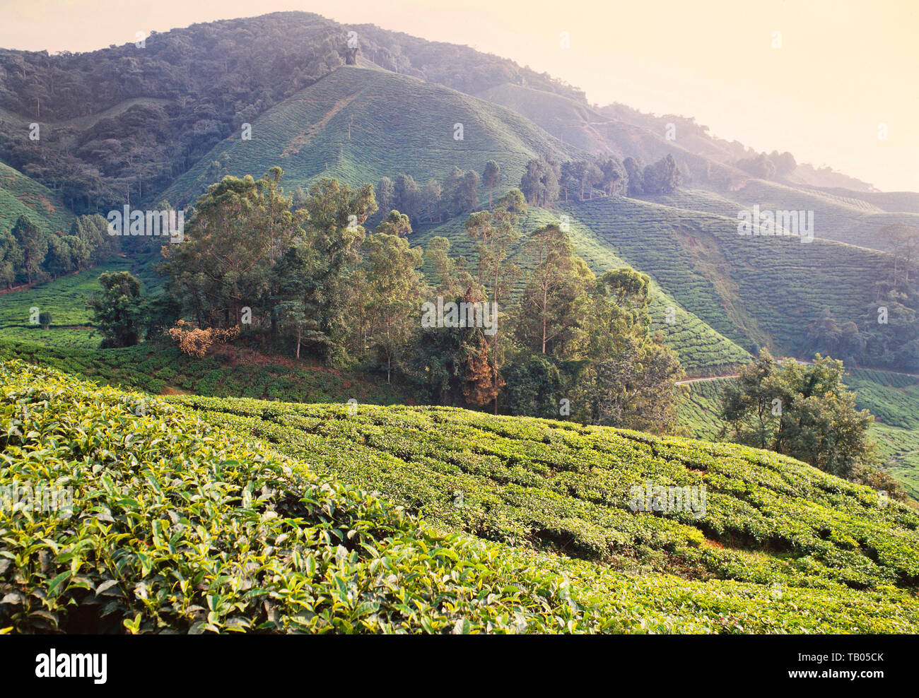 Cameron Highlands, Malaysia, tea plantation. Stock Photo