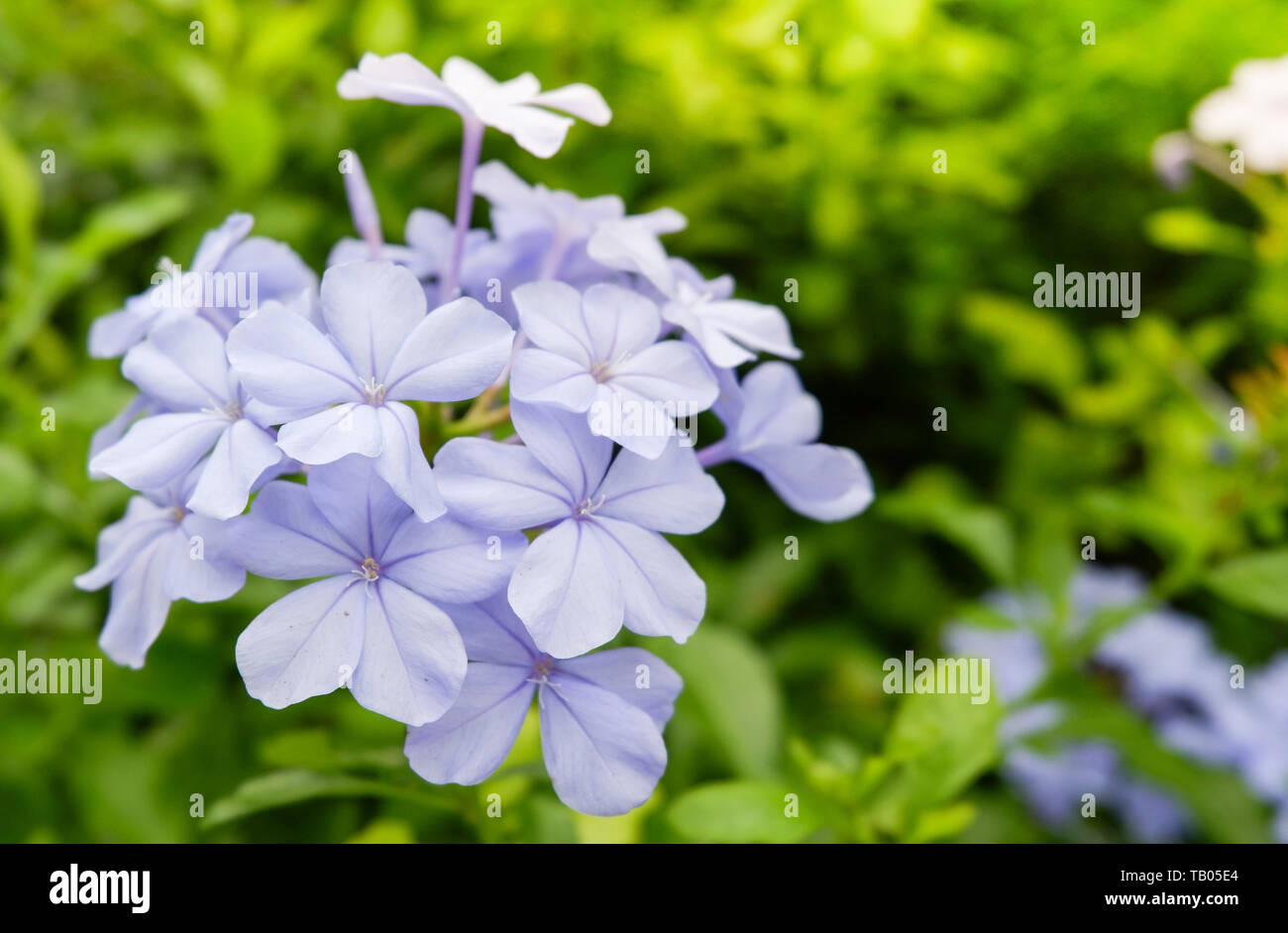 Beautiful purple flower tropical blooming in the garden nature green leaf background Stock Photo