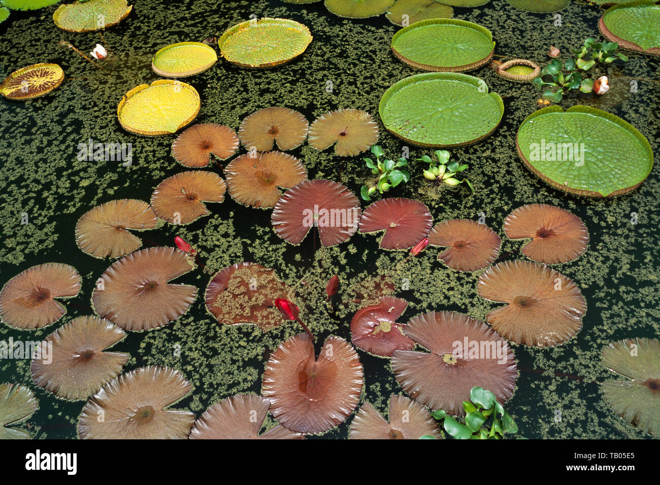 Water lilies, mixed varieties Stock Photo