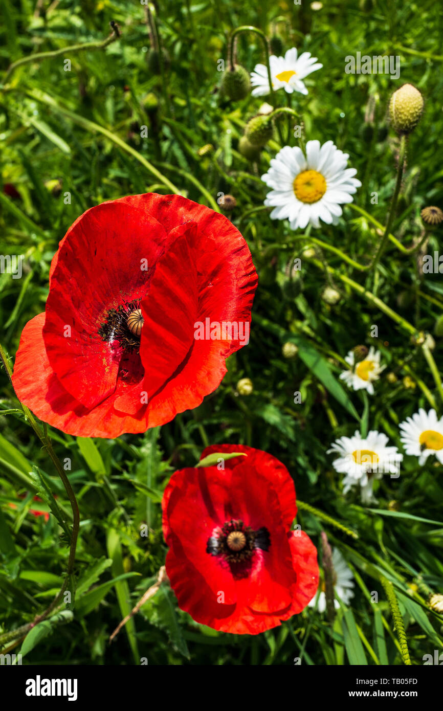 Red poppies and daisies Stock Photo