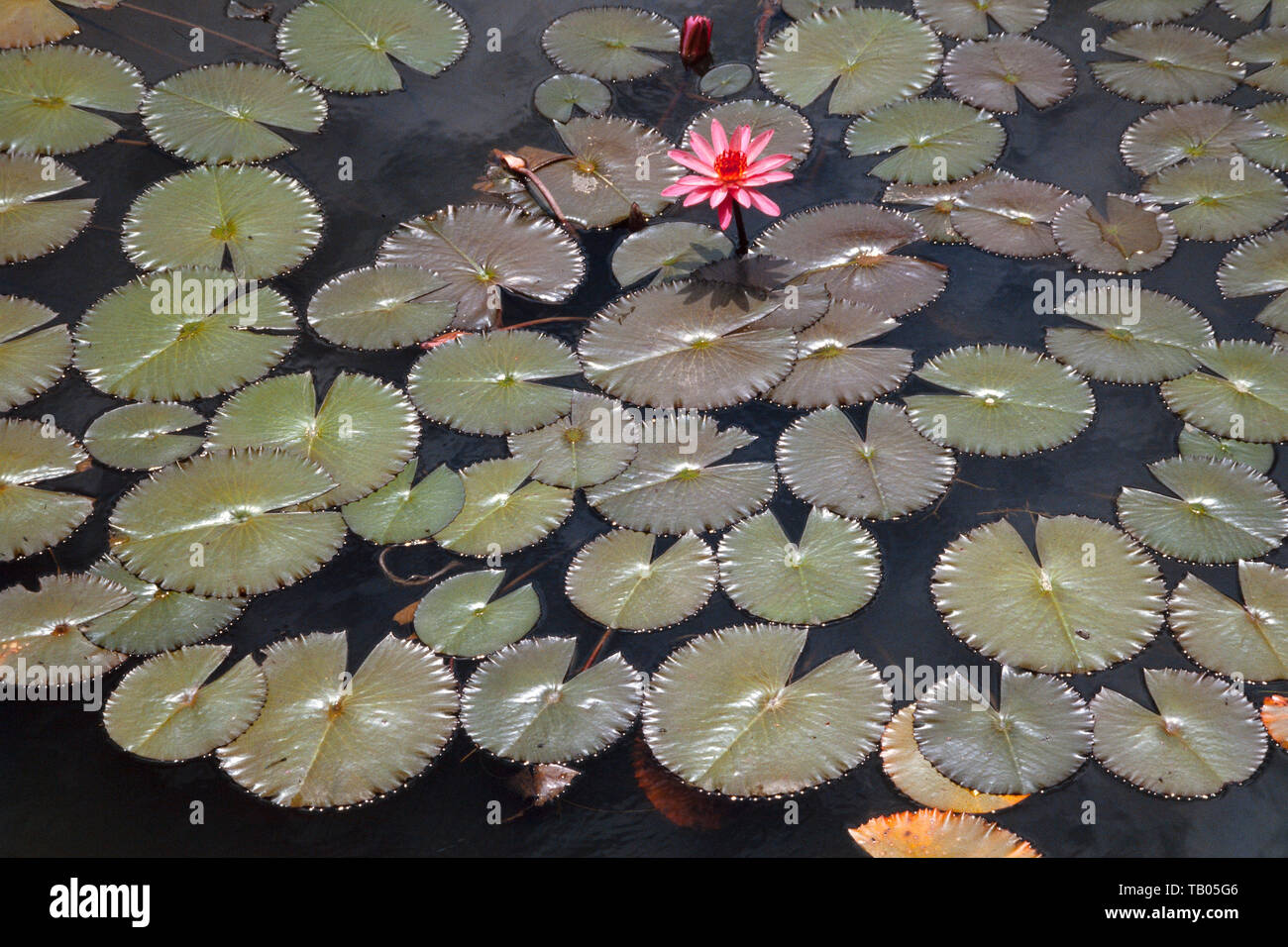 Water lily 'Telipok' Nymphaea lotus, Singapore Stock Photo Alamy