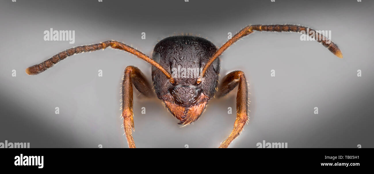 Black ant (Lasius niger), head view showing antennae & mouthparts Stock Photo