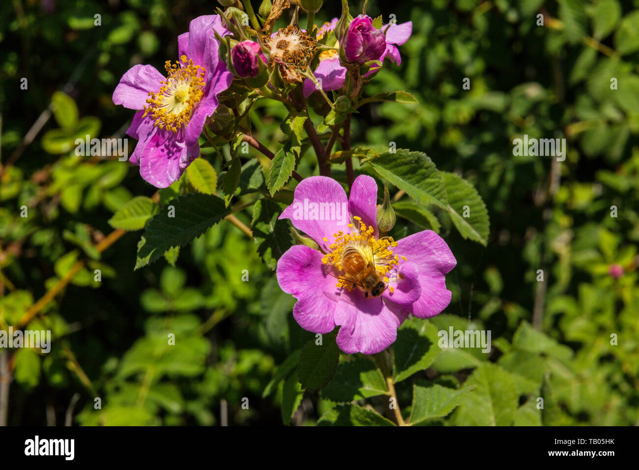 A California Wild Rose (Rosa californica) at the Merced National Wildlife  refuge in the Central Valley of California Stock Photo - Alamy