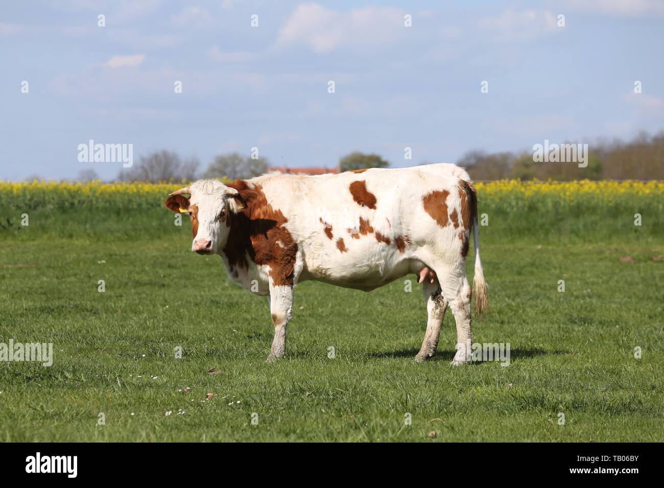Brown cows grazing on green meadow grass landscapes Stock Photo - Alamy