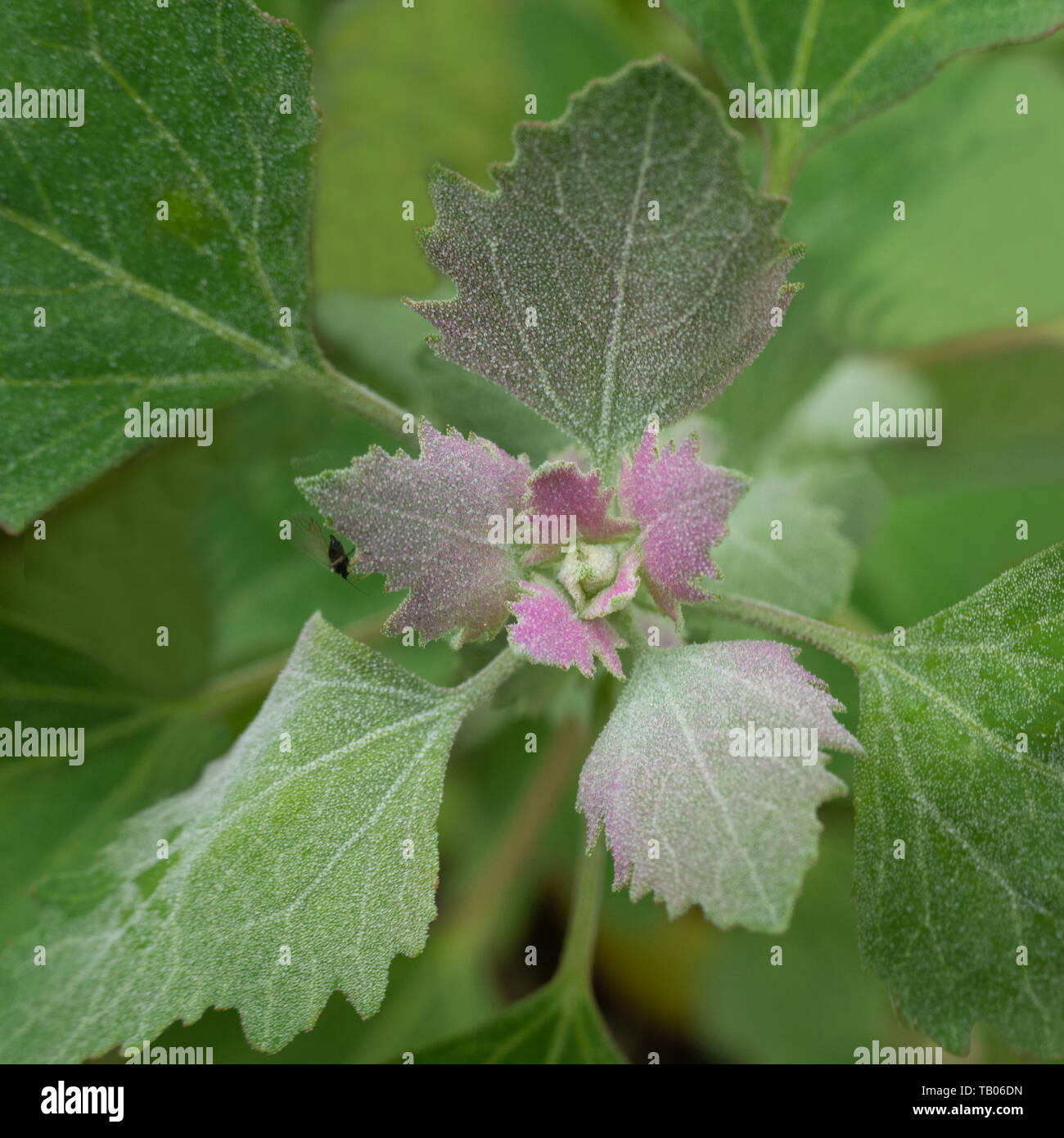 Green and pink mint leaves from above Stock Photo