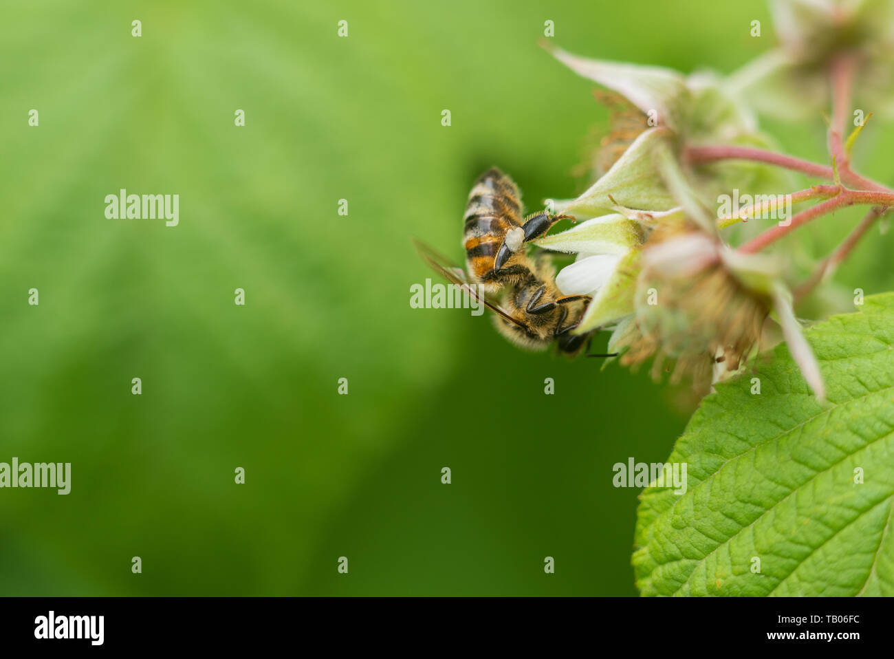 Bee on raspberry flower in the garden Stock Photo