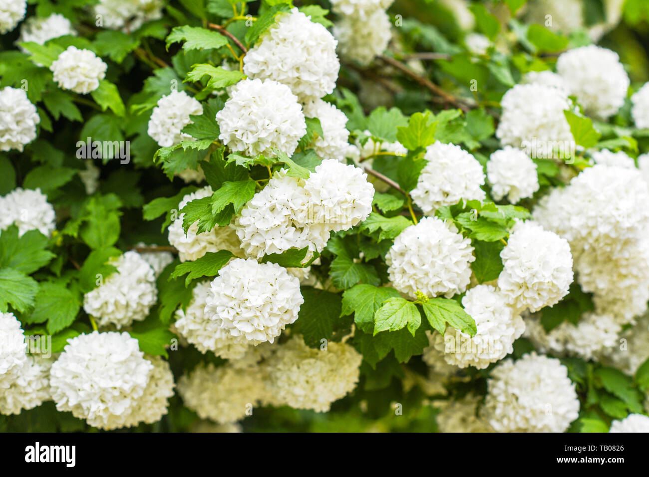 Blooming white balls of vibrunum flower in the spring garden. Stock Photo
