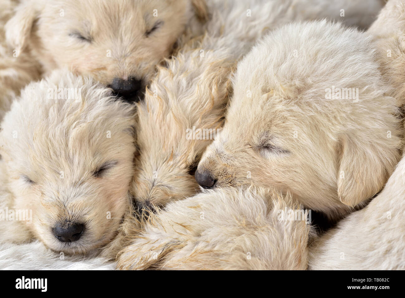 Why Do Puppies Cuddle With Each Other